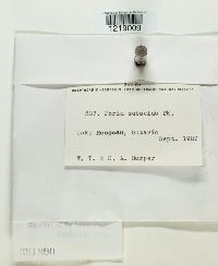 Perenniporia subacida image