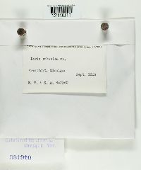 Perenniporia subacida image