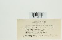 Porodaedalea pini image