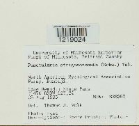 Punctularia strigosozonata image