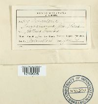 Punctularia strigosozonata image