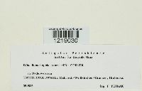 Ramariopsis kunzei image