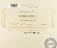 Pseudoboletus parasiticus image