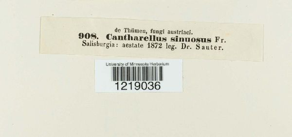 Pseudocraterellus undulatus image