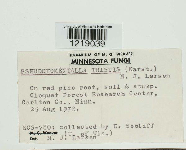 Pseudotomentella tristis image