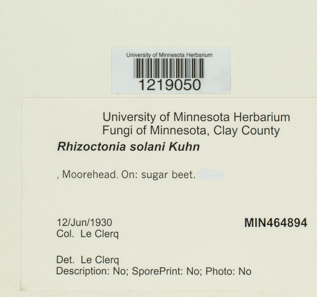 Thanatephorus cucumeris image