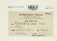 Thanatephorus cucumeris image