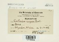 Thanatephorus cucumeris image