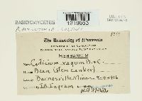 Thanatephorus cucumeris image