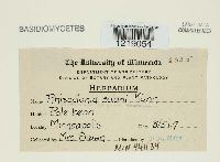 Thanatephorus cucumeris image