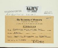 Thanatephorus cucumeris image