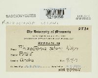 Thanatephorus cucumeris image