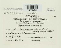 Thanatephorus cucumeris image