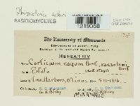 Thanatephorus cucumeris image