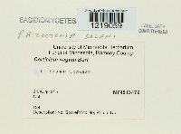 Thanatephorus cucumeris image