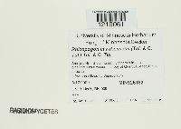 Rhizopogon rubescens image