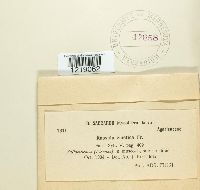 Russula emetica image