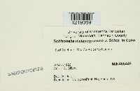 Schizonella melanogramma image