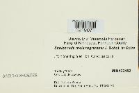 Schizonella melanogramma image