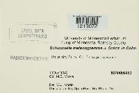 Schizonella melanogramma image