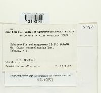 Schizonella melanogramma image