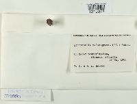 thumbnail image of current specimen