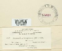 Schizonella melanogramma image