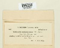 Schizonella melanogramma image