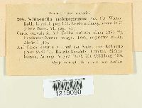 Schizonella melanogramma image