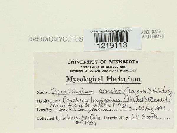 Sporisorium cenchri image