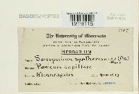 Sorosporium syntherismae image