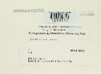 Sorosporium syntherismae image