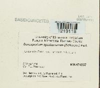 Sorosporium syntherismae image