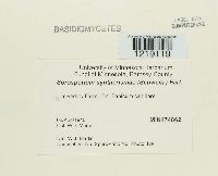 Sorosporium syntherismae image