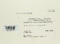 Sorosporium syntherismae image