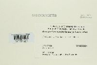 Sorosporium syntherismae image