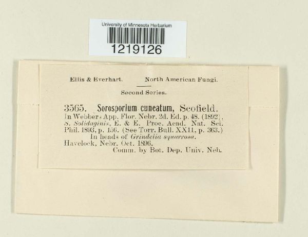 Sorosporium cuneatum image