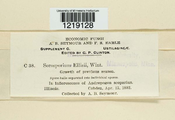 Sorosporium ellisii image