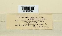Sorosporium ellisii image