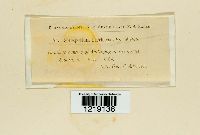 Sorosporium everhartii image