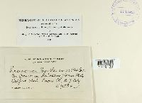 Sorosporium syntherismae image