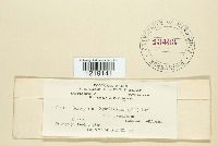 Sorosporium syntherismae image