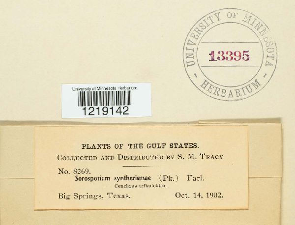 Sorosporium syntherismae image