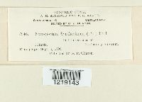 Sorosporium syntherismae image