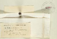 Sorosporium syntherismae image