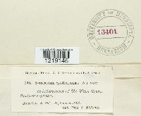 Sorosporium syntherismae image