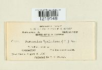 Sorosporium syntherismae image