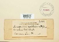 Sorosporium syntherismae image