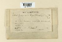 Sorosporium syntherismae image