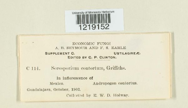 Sorosporium contortum image